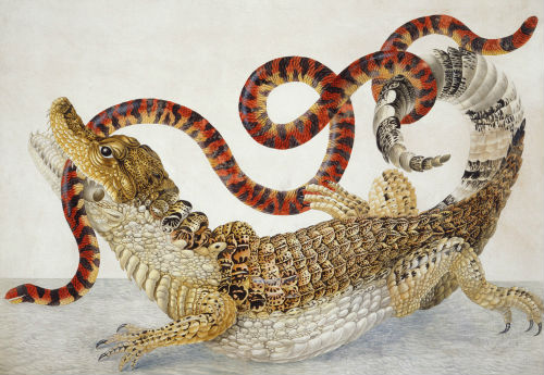 A Surinam caiman fighting a South American false coral snake